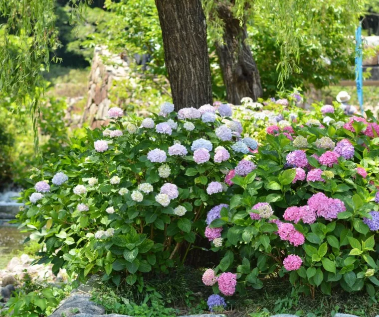 que planter à coté des hortensias au jardin à l ombre