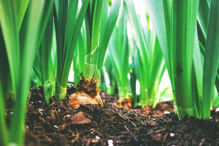 que planter en avril au potager dernière possibilité de planter les oignons