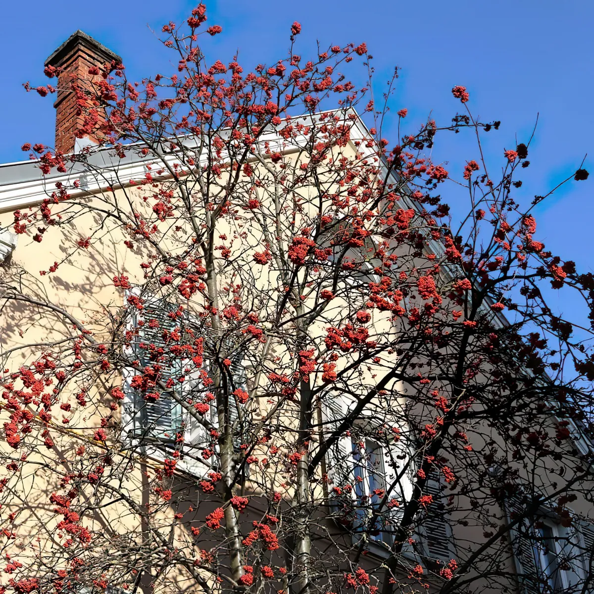 quel arbre choisir pour attirer les oiseaux dans son jardin