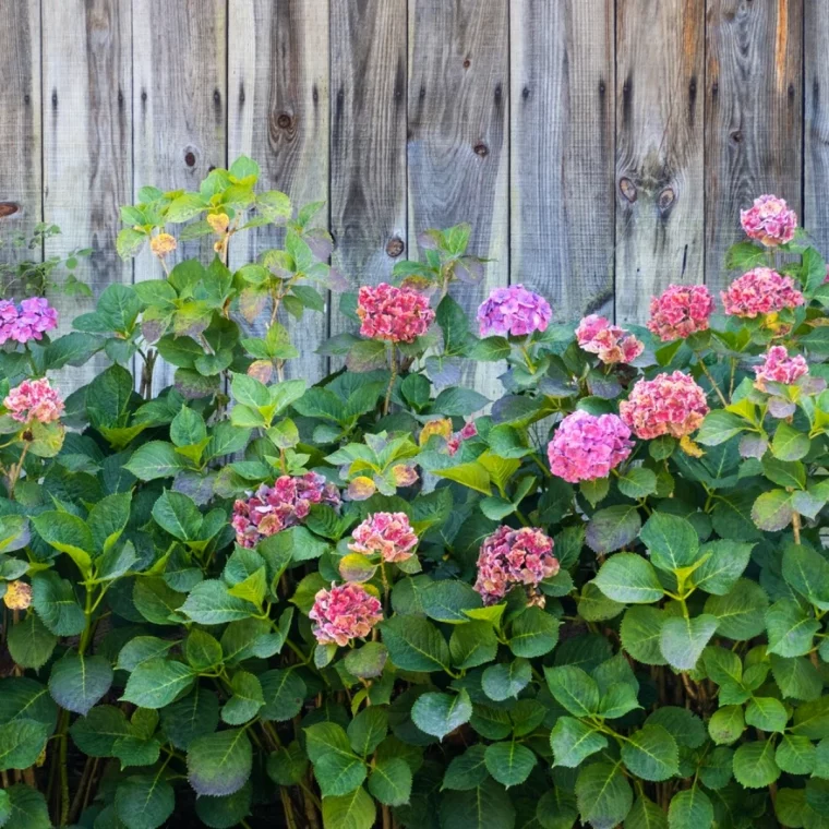 quel couvre sol au pied des hortenisas grosses fleurs colorees contre un mur