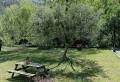 Quel est le meilleur engrais pour un olivier en pleine terre ou en pot ? Astuces pour un arbre d’une belle apparence