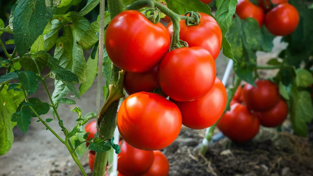quel engrais pour avoir une recolte de tomates abondante