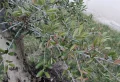 Quel est le meilleur engrais pour un olivier en pleine terre ou en pot ? Astuces pour un arbre d’une belle apparence