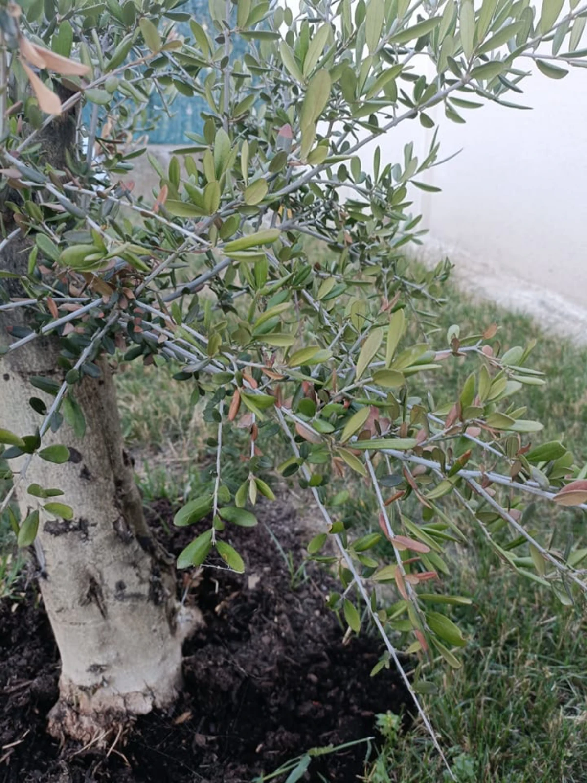 quel engrais pour un oliver en pleine terre arbre feuilles vertes