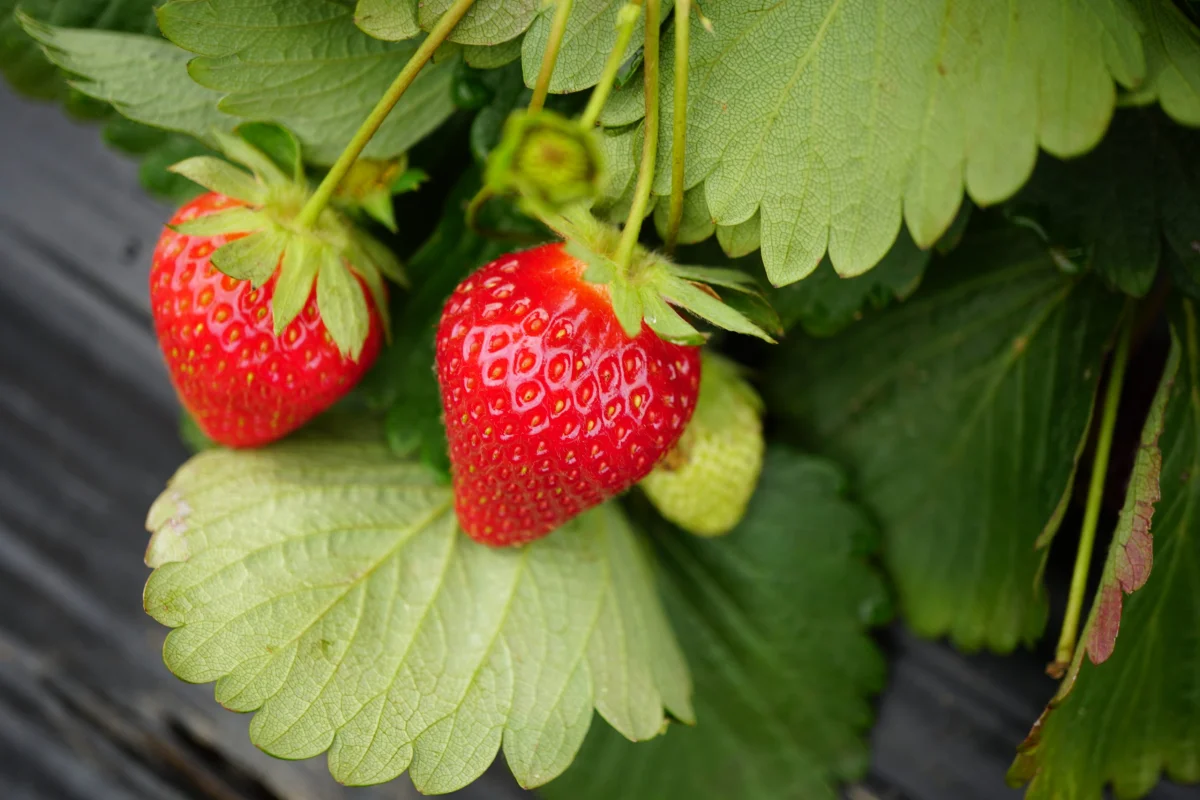 quel est le meilleur engrais naturel pour les fraisiers a faire soi meme