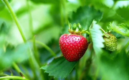 quel est le meilleur engrais naturel pour les fraisiers guide complet