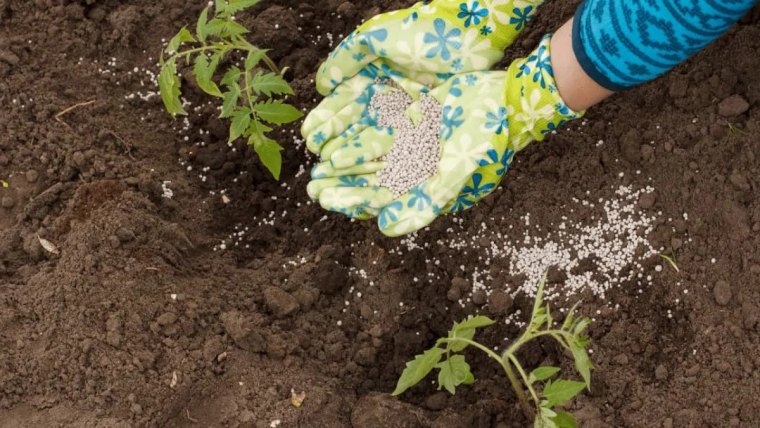 quel est le meilleur engrais pour les tomates guide complet