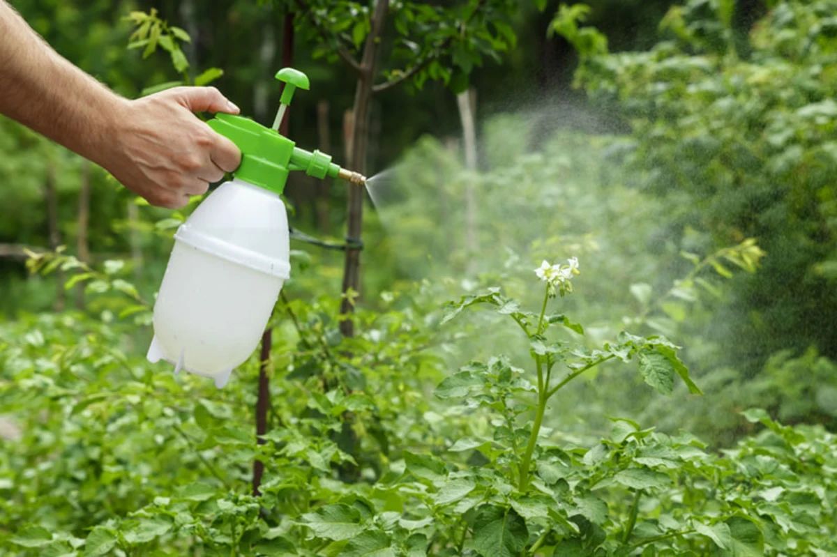 quel insecticide naturel pour fralboisier bouteille blanches plantes vertes