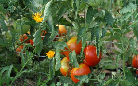 quel legume eviter de planter a cote des tomates rouges