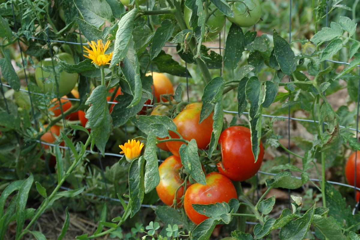 quel legume eviter de planter a cote des tomates rouges