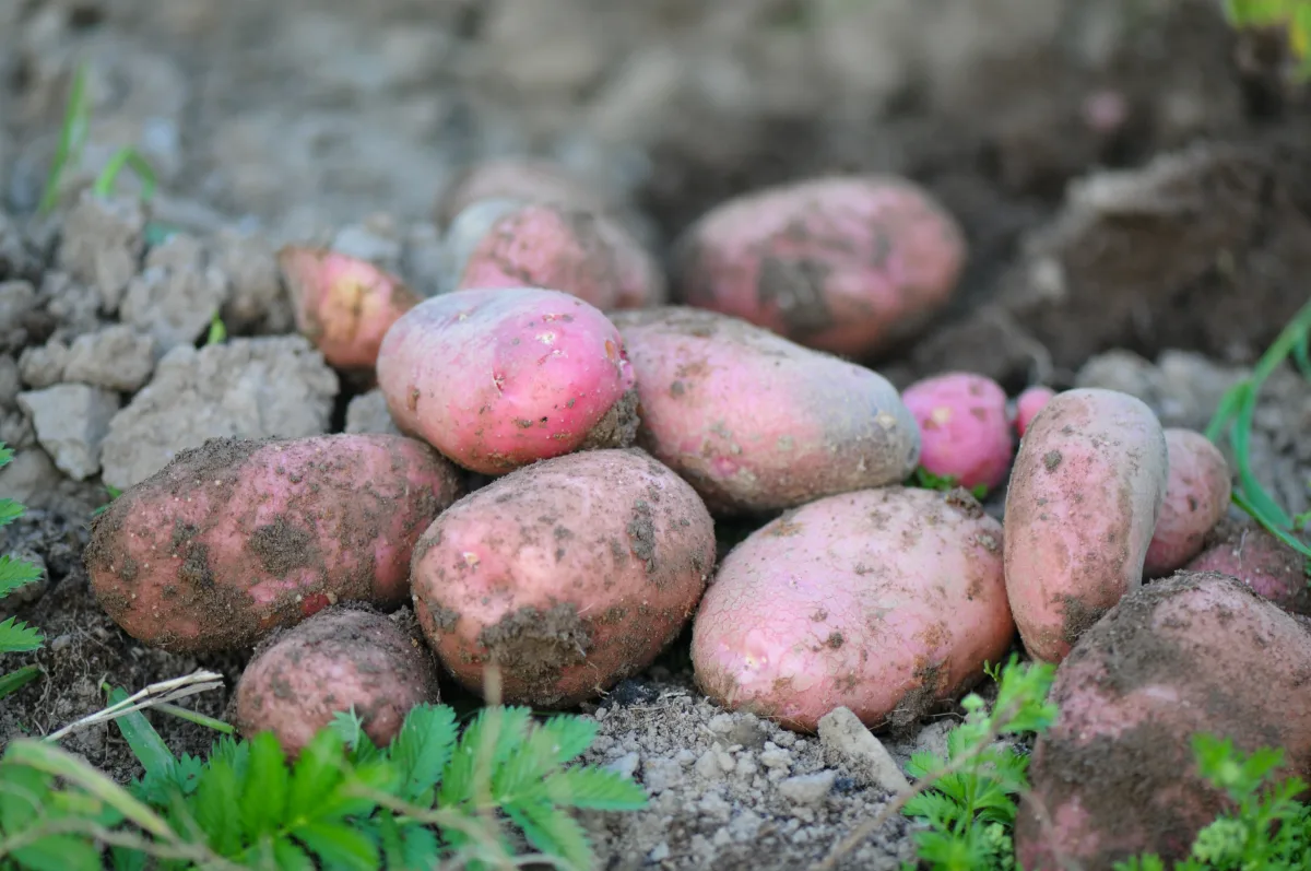 Que verdura plantar en abril para plantar patatas.