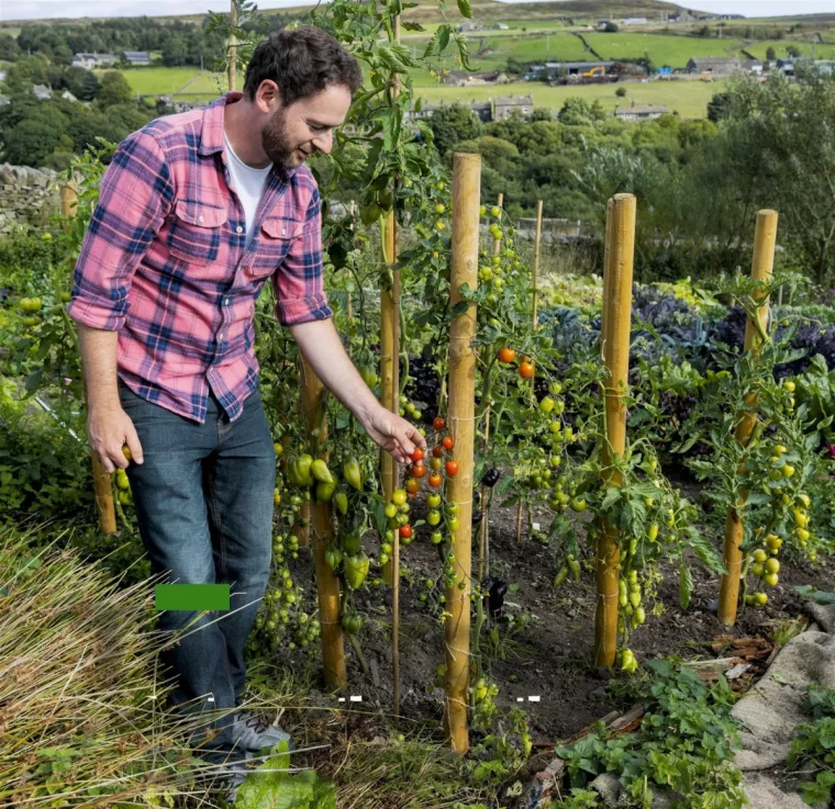 quel support faut il utiliser pour les plants de tomates