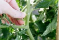 Quelle feuille enlever sur un plant de tomate pour avoir une récolte abondante ? Le guide complet