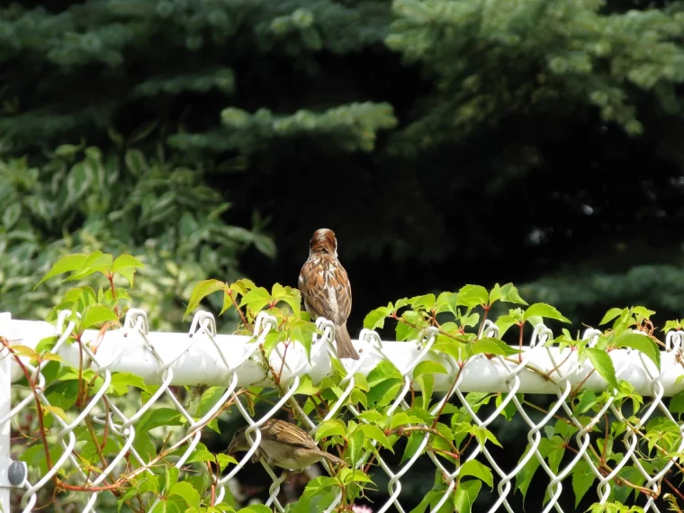 quelle plante grimpante sur un grillage souple oiseau