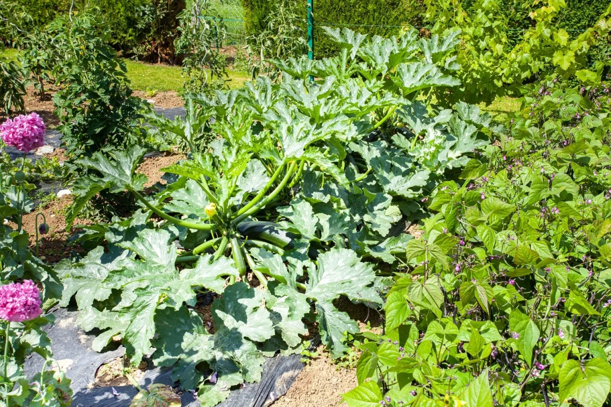 quels legumes ne pas planter a cote des courgettes reponse detaillee