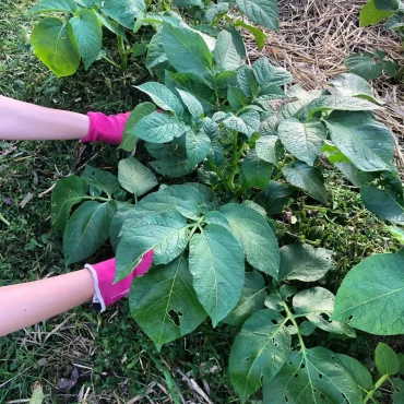 quels legumes ne pas planter avec les pommes de terre