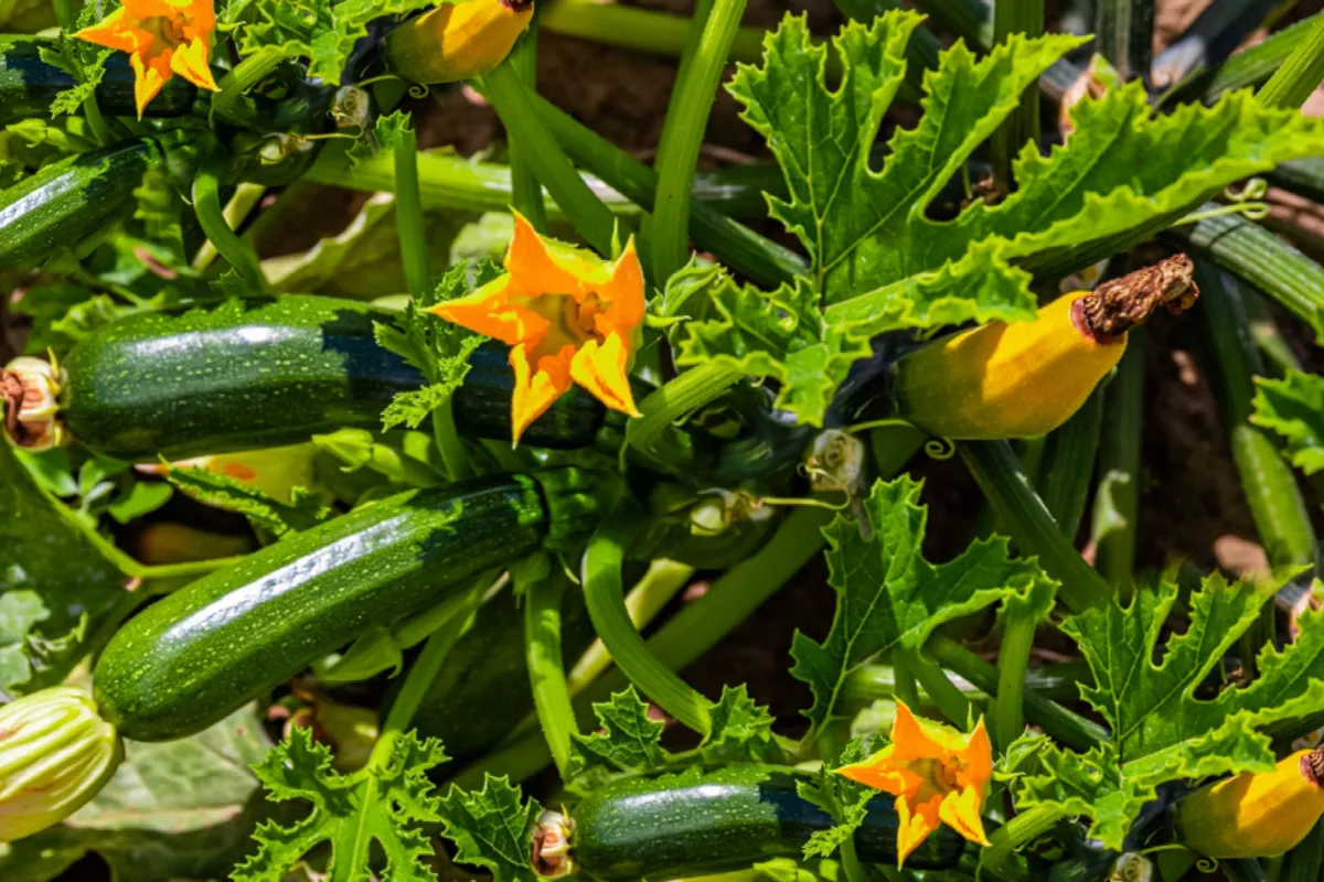 quels legumes planter a cote des courgettes conseils