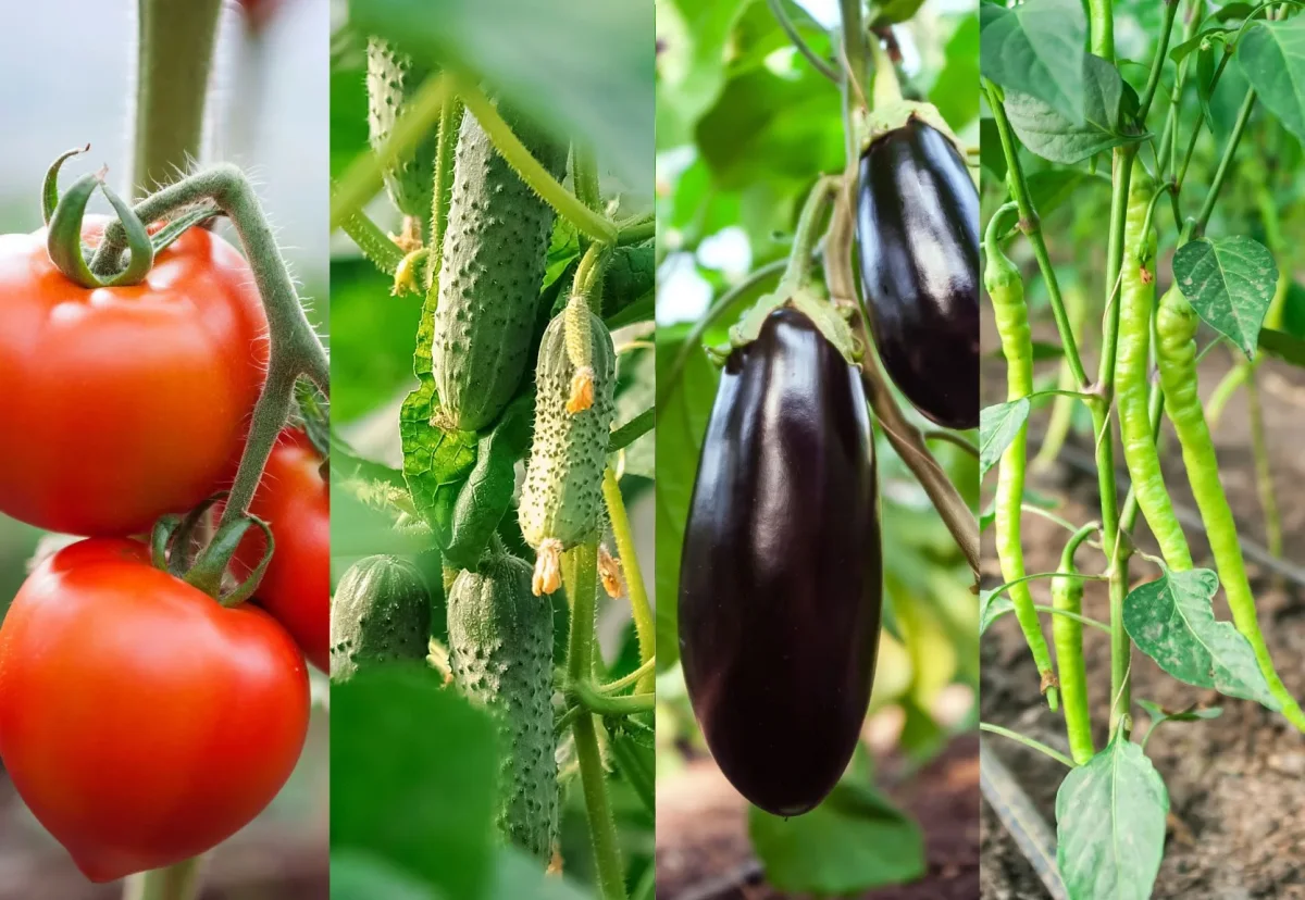 quels legumes planter a cote des tomates conseils