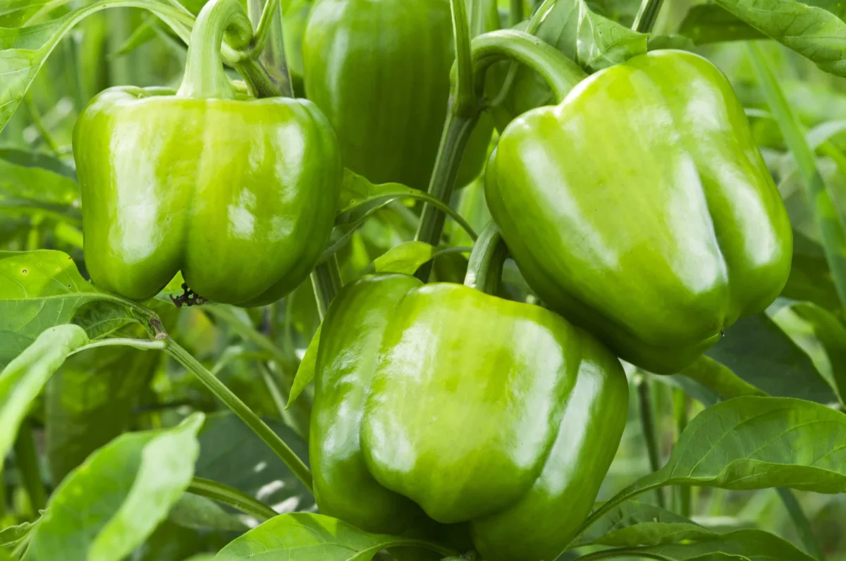 quels legumes planter a cote des tomates poivrons verts