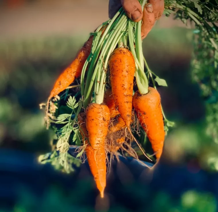 quels legumes planter en avril carottes potager semis plantations