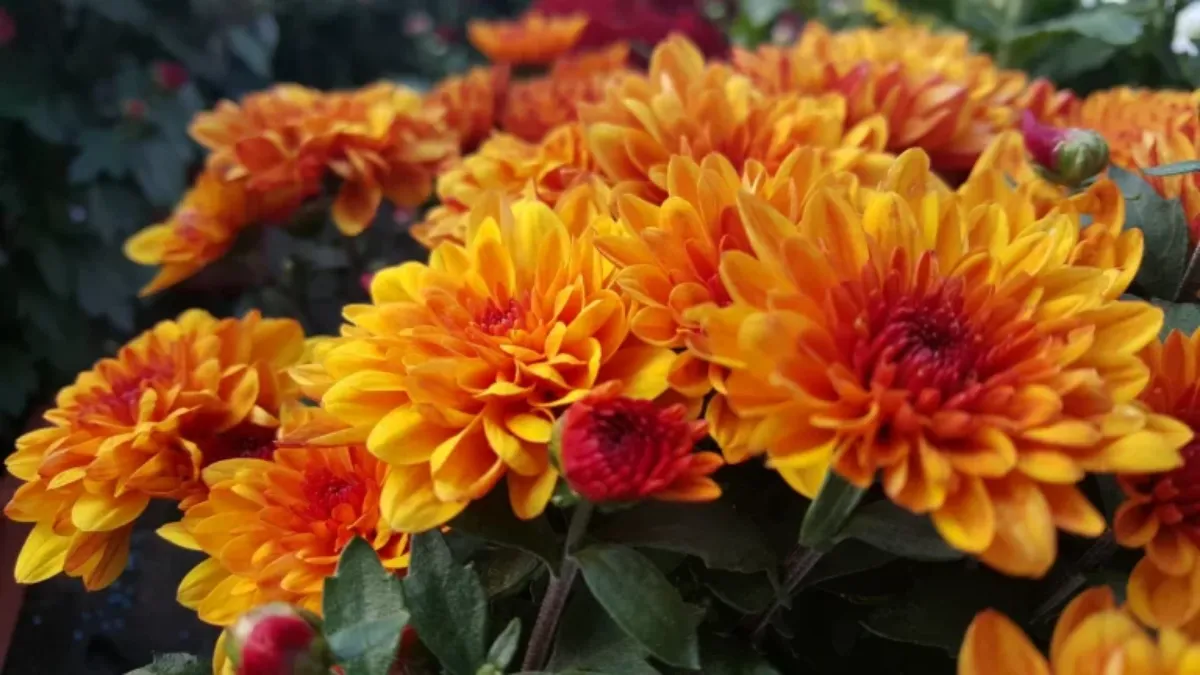 quels soins pour de beaux chrysanthemes conseis de pro fleurs jaunes