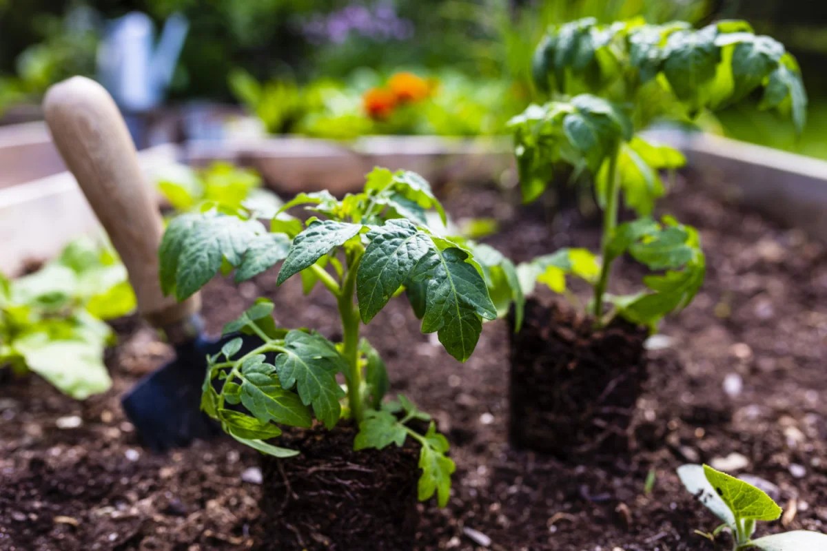 Vos Tomates Vont Adorer Leurs Nouveaux Voisins : Le Guide pour un