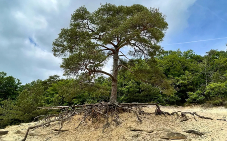 racines d arbres provoquant des degats ce qu il faut savoir