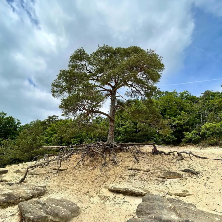 racines d arbres provoquant des degats ce qu il faut savoir