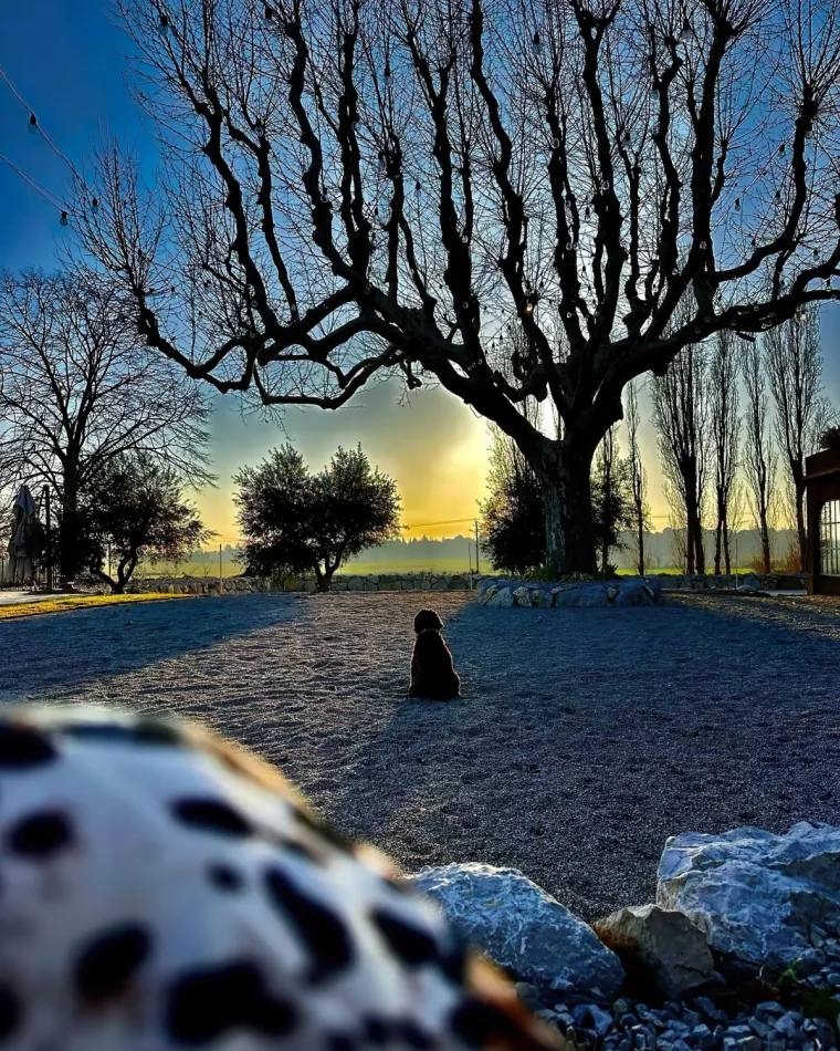 racines d arbres provoquant des degats quelle distance de la maison