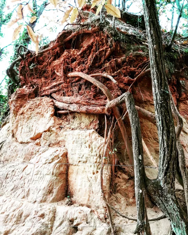 racines d arbres provoquant des degats sur un rocher