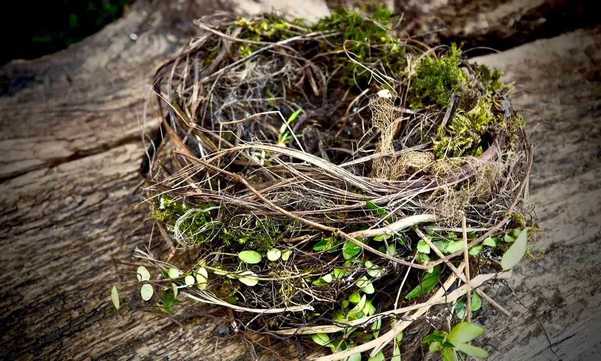 recycler la mousse du jardin un nid d oiseaux
