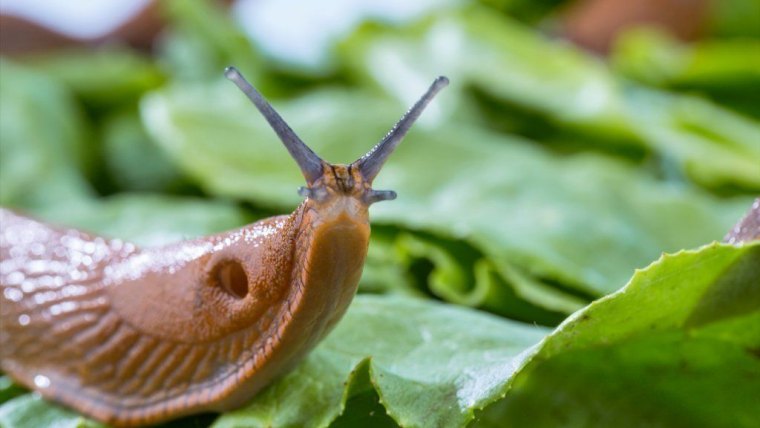 remède contre les limaces limace sur feuille verte