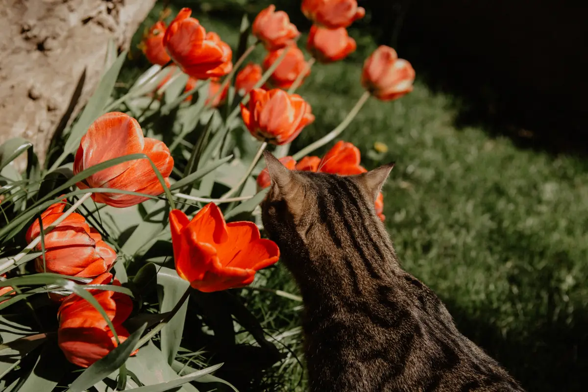 repulsif pour chat exterieur un chat dans les tulipes