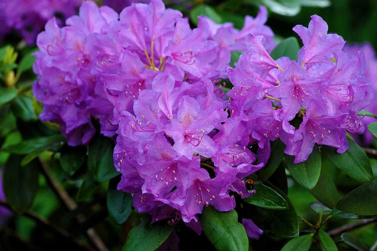 rhododendron fleurs violettes plante balcon ombre