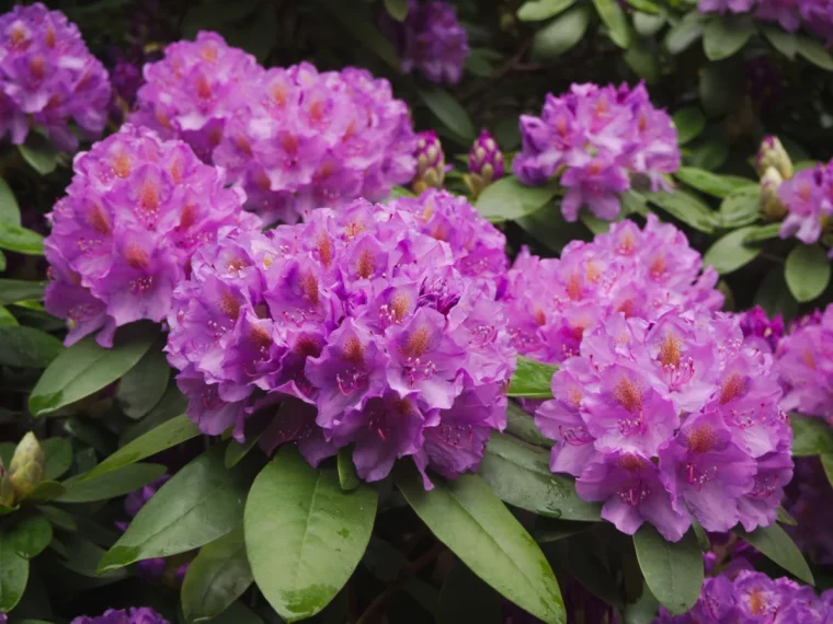 rhododendrons à coté des hortensias plantation exposition des hortensias