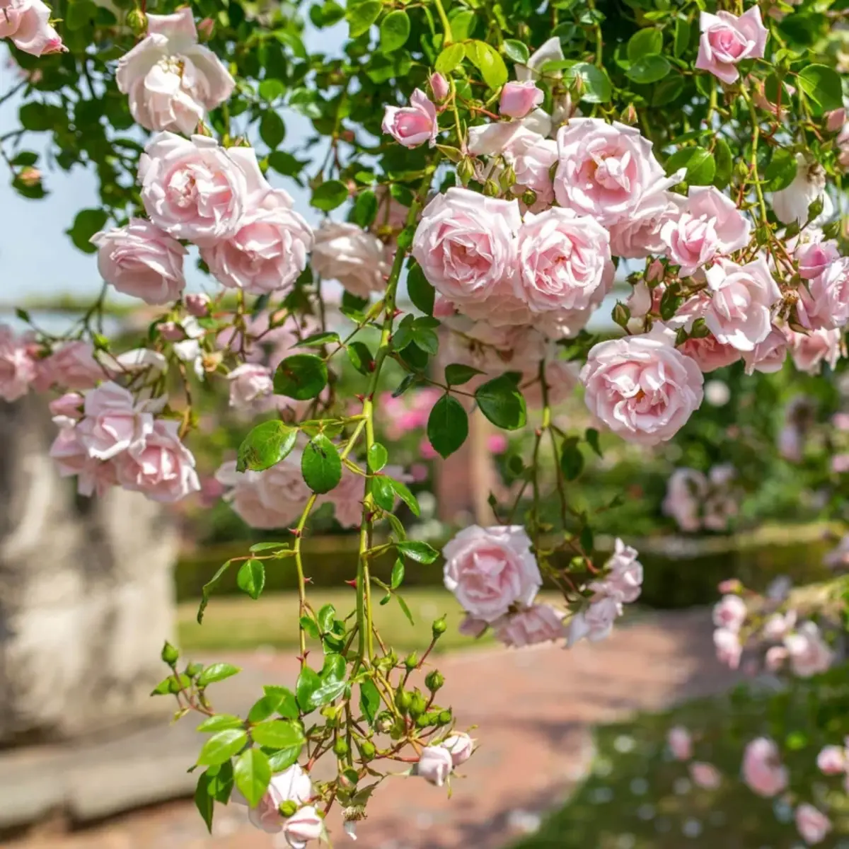 rosier grimpant rose devant une fontaine a planter en pot exterieur
