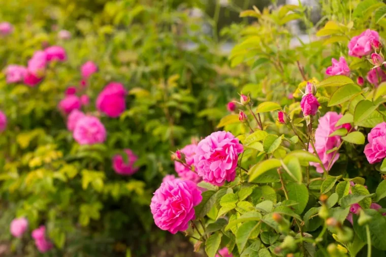 rosiers tiges arbustes fleuris jardin plante ornemental feuillage