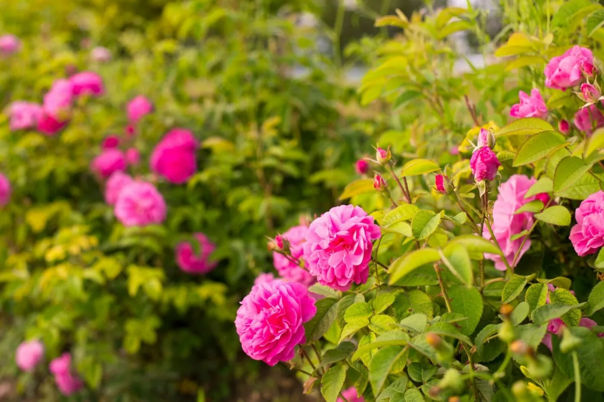 rosiers tiges arbustes fleuris jardin plante ornemental feuillage