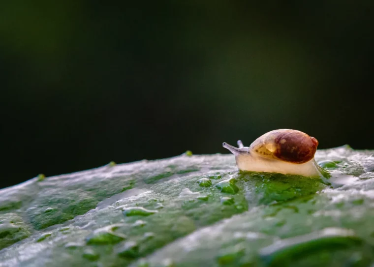 se débarrasser des limaces avec des pièges et autres remèdes naturels