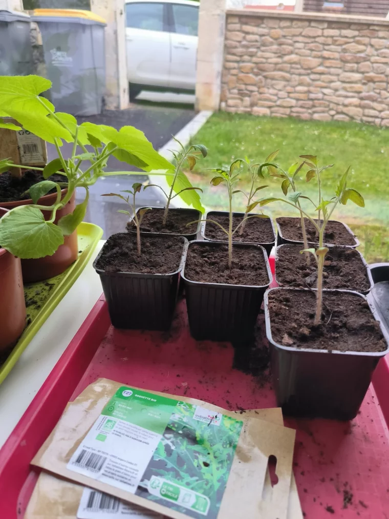 semis de tomates en godet fenetre jardin