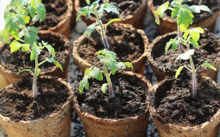 semis de tomates qui jaunissent que faire godet terre feuilles vertes