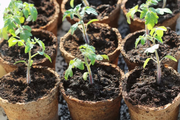 semis de tomates qui jaunissent que faire godet terre feuilles vertes