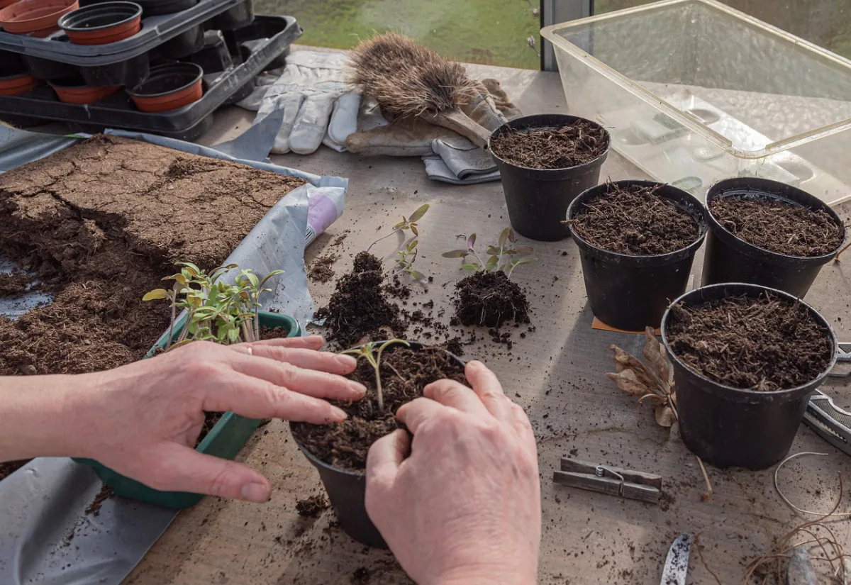 semis tomates trasplantation pots plastiques terreau jeunes plants