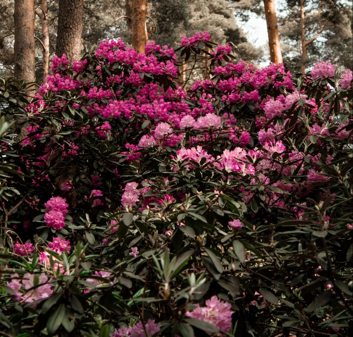 sol et exposition rhododendron idée plantes de terre de bruyère qu aiment les sols alcalins