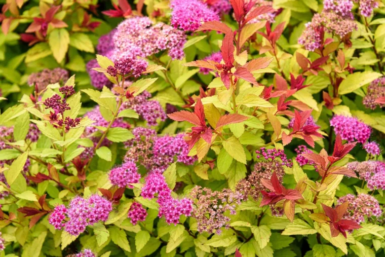 spiree de japon fleurs roses feuilles verte massif