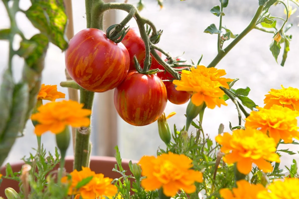 tagetes a cote des tomates rouges fleurs jaunes
