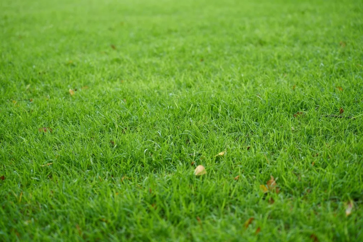terrain vert variete pelouse gazon feuilles mortes herbe entretien