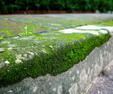 terrasse en beton couverte de mousse verte comment faire pour lenlever