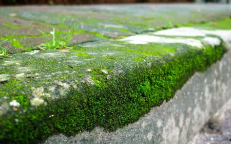 terrasse en beton couverte de mousse verte comment faire pour lenlever