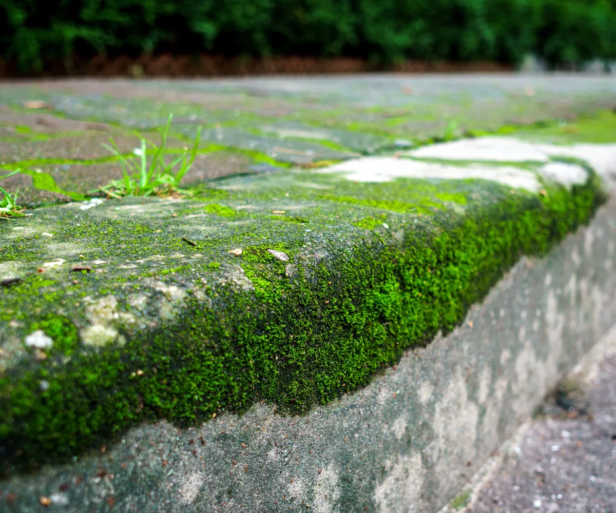 terrasse en beton couverte de mousse verte comment faire pour l'enlever